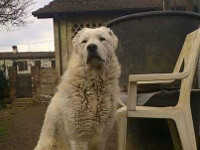 abruzzese mastiff